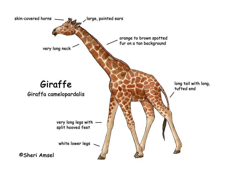 FACTS about Giraffe | Likweti