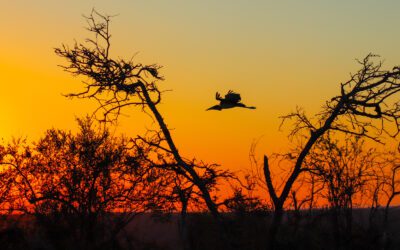 Nature’s Turning Point: Celebrating Winter Solstice in the Lowveld