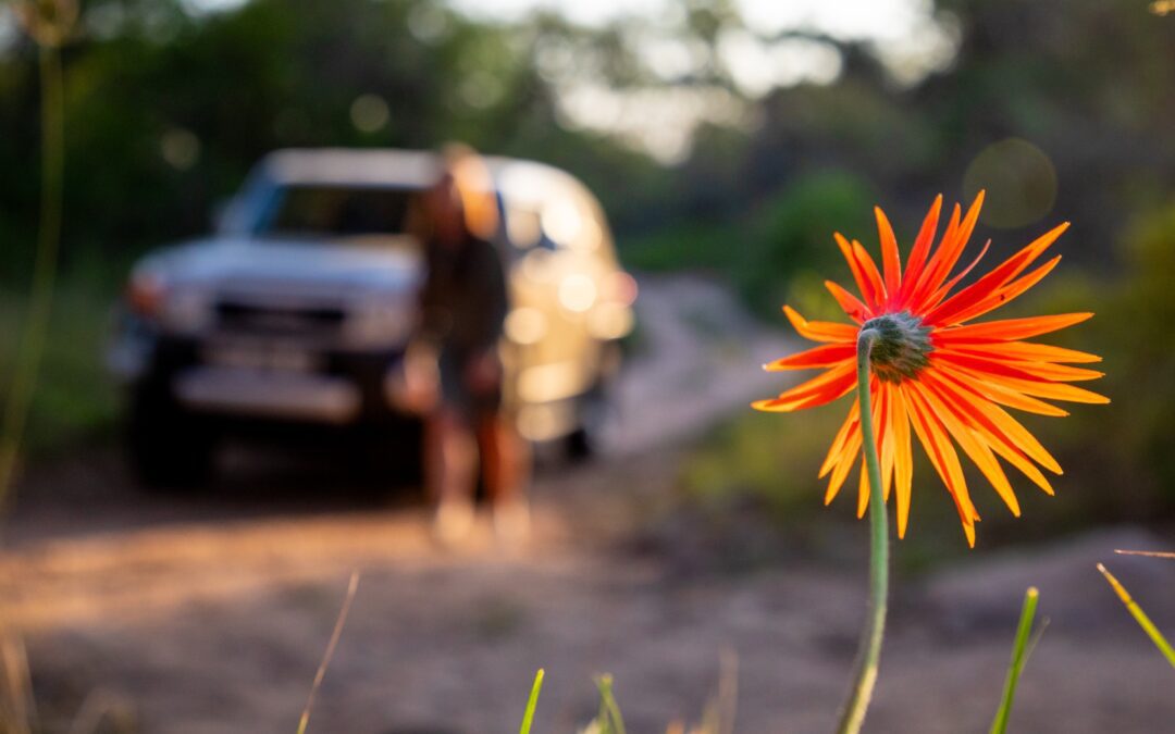 Barberton Daisy: the Lowveld’s bright and beautiful legacy