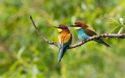 The fascinating journey of migratory birds in the Lowveld